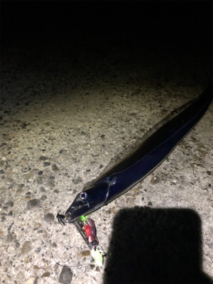 タチウオ二匹とメバル達