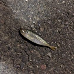 豆が出てきたか。