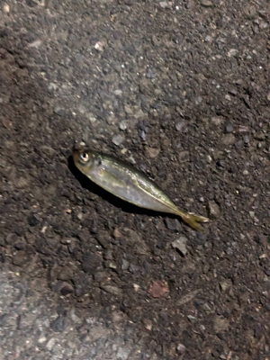 豆が出てきたか。