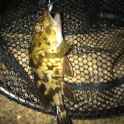 メバリング&ガシリング(^^)