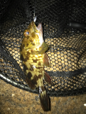 メバリング&ガシリング(^^)