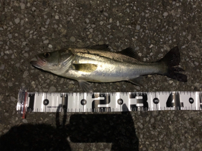 コアマンRJでシーバス