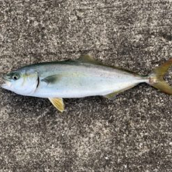 まだまだ小さい