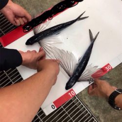 天草西海岸釣行