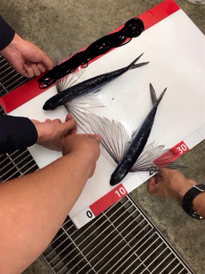 天草西海岸釣行