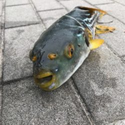 ツバスうじゃうじゃ