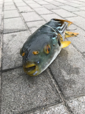 ツバスうじゃうじゃ