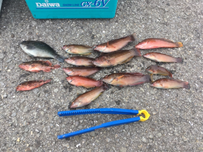 190601田ノ浦漁港夜釣り