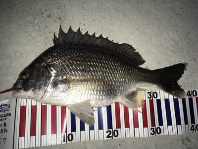 ガングロゲーム