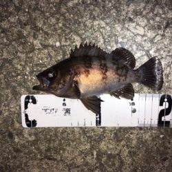 メバルの数釣りライトゲーム