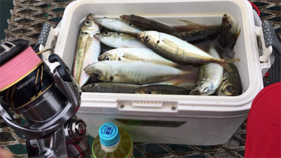 3桁オーバー(爆釣)