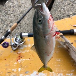 今シーズン初フィッシュ