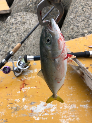 今シーズン初フィッシュ