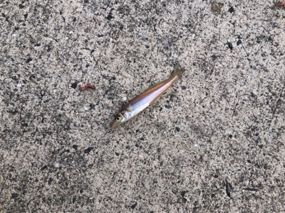 淡路島チョイ投げ