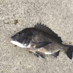 エビ撒きに反応高い