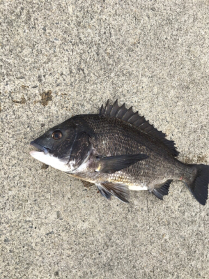 エビ撒きに反応高い