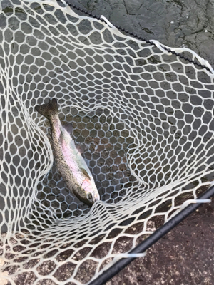 アウトドアビレッジ発光路の森フィッシングエリア