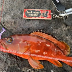 ロックフィッシュ