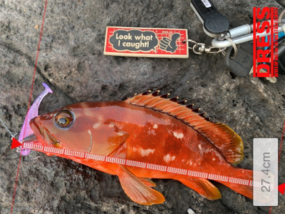 ロックフィッシュ