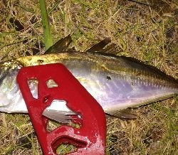 アジンガー1855〜1935