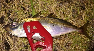 アジンガー1855〜1935