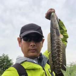 桂川でまた雷魚