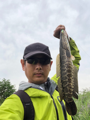 桂川でまた雷魚