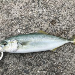 噂のミニツバス