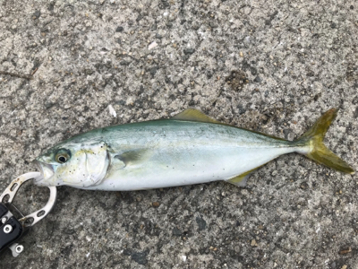 噂のミニツバス