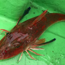 ライトジギング