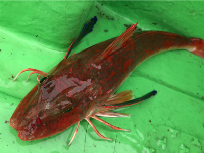 ライトジギング