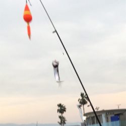 鳴尾浜海釣り公園 カタクチイワシ爆釣!