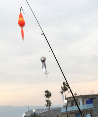 鳴尾浜海釣り公園 カタクチイワシ爆釣！