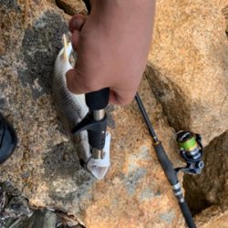 ショアジギ不発からのチニング