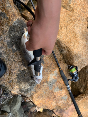 ショアジギ不発からのチニング