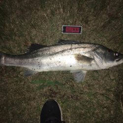 シーバスやっと出たー