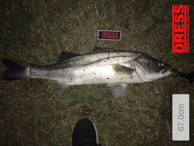 シーバスやっと出たー