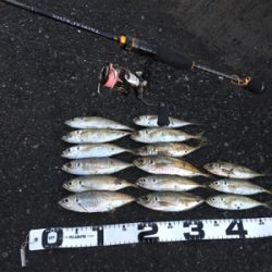 朝まづめアジング