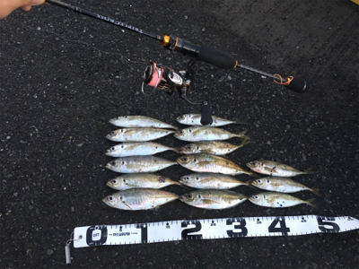 朝まづめアジング