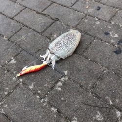 コウイカ エギング