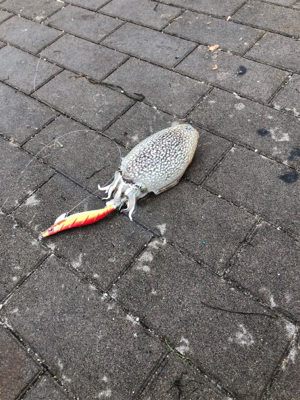 コウイカ エギング