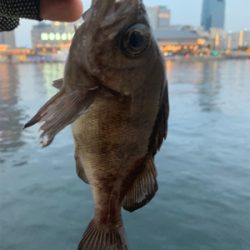 テクトロメバルといつものツバス。