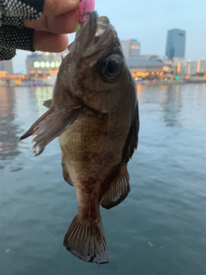 テクトロメバルといつものツバス。