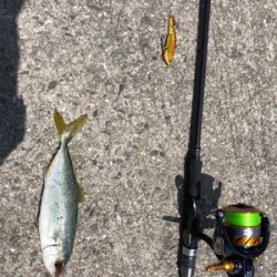 ツバス祭り 無限に当たる