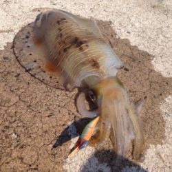 惣津エギングからの美保関ジギング!