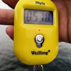 自作ヤエンでアオリイカ