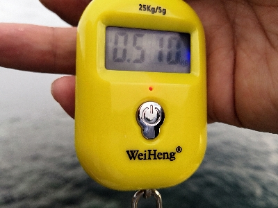 自作ヤエンでアオリイカ