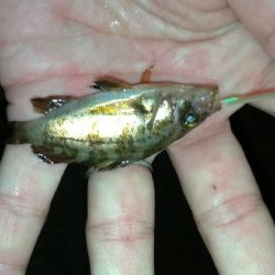 ナイトアジング