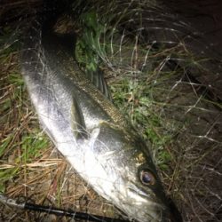 バチパターン！