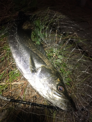 バチパターン！